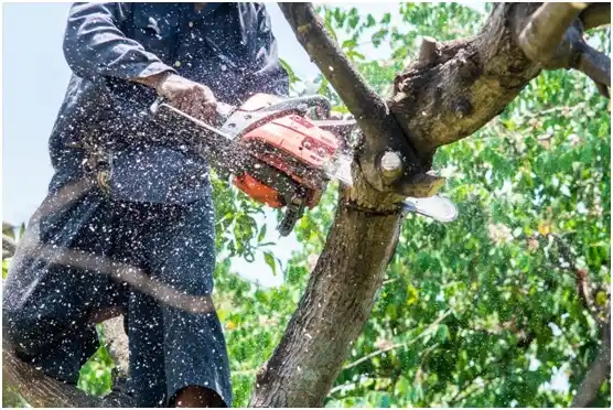 tree services Muleshoe